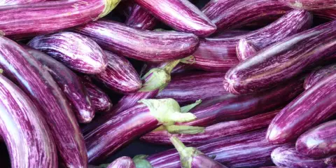 Un tas d'aubergines zébrées, parfaites pour une recette d'aubergine savoureuse.