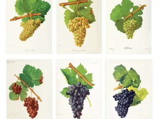 Six illustrations de grappes de raisins : Chenin blanc, Piquepoul blanc, Sylvaner, et deux variétés de raisins noirs. Le blanc de blanc signification est ici illustré par la diversité des cépages.