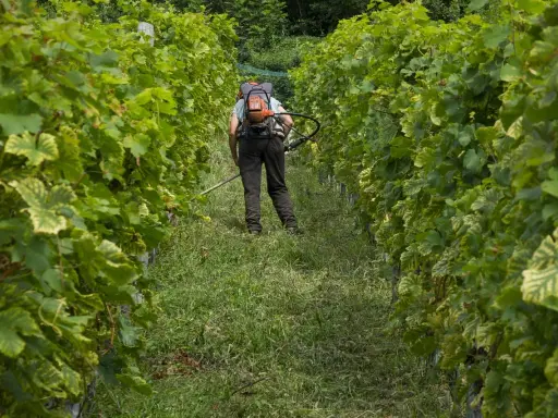 Un viticulteur utilise un coupe-herbe dans un vignoble. La différence entre vigneron et viticulteur est que le premier fait le vin, le second cultive la vigne.
