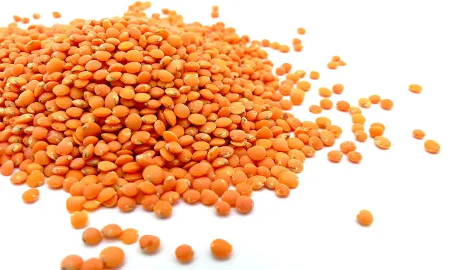 Un tas de lentilles corail, petites et orangées, s'étale sur un fond blanc. Elles sont prêtes à être cuisinées.
