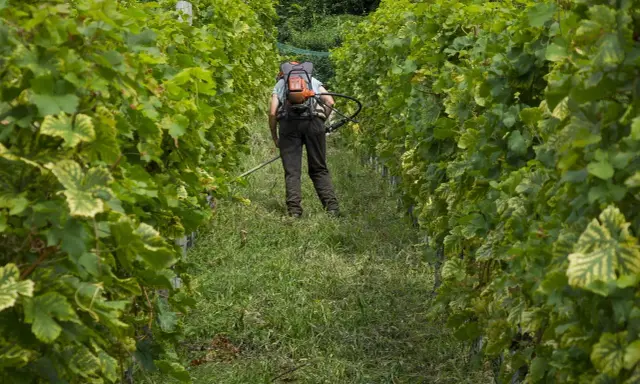 Un viticulteur utilise un coupe-herbe dans un vignoble. La différence entre vigneron et viticulteur est que le premier fait le vin, le second cultive la vigne.
