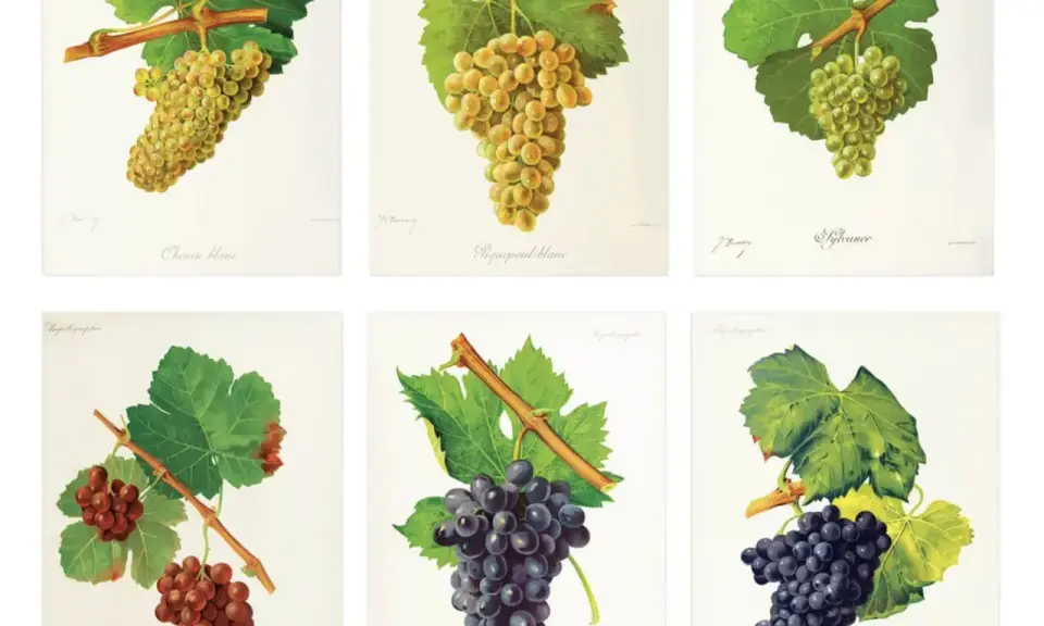 Six illustrations de grappes de raisins : Chenin blanc, Piquepoul blanc, Sylvaner, et deux variétés de raisins noirs. Le blanc de blanc signification est ici illustré par la diversité des cépages.